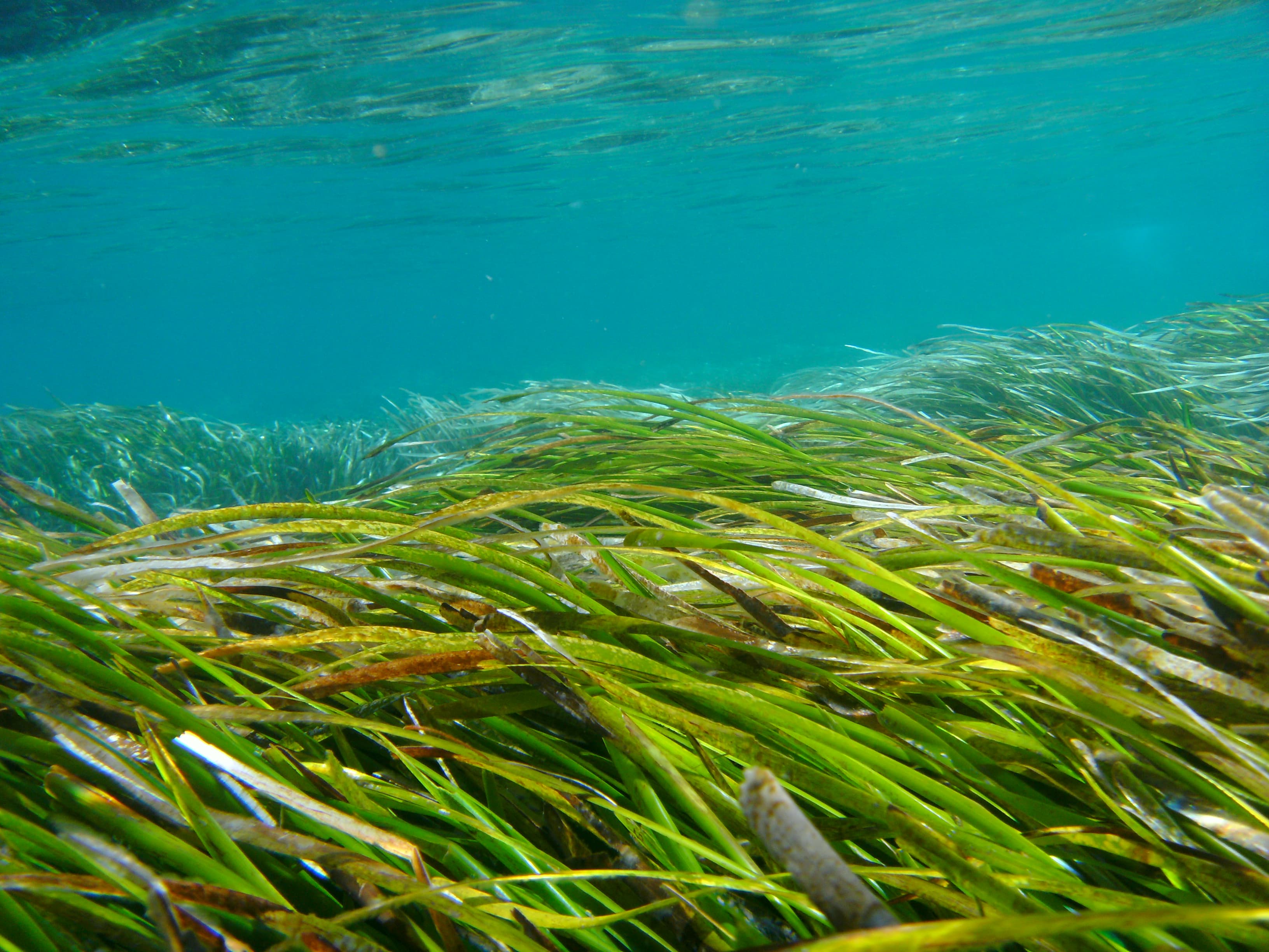 Underwater view of a vibrant seagrass meadow with long, green blades swaying gently in clear blue water, showcasing a thriving marine ecosystem.